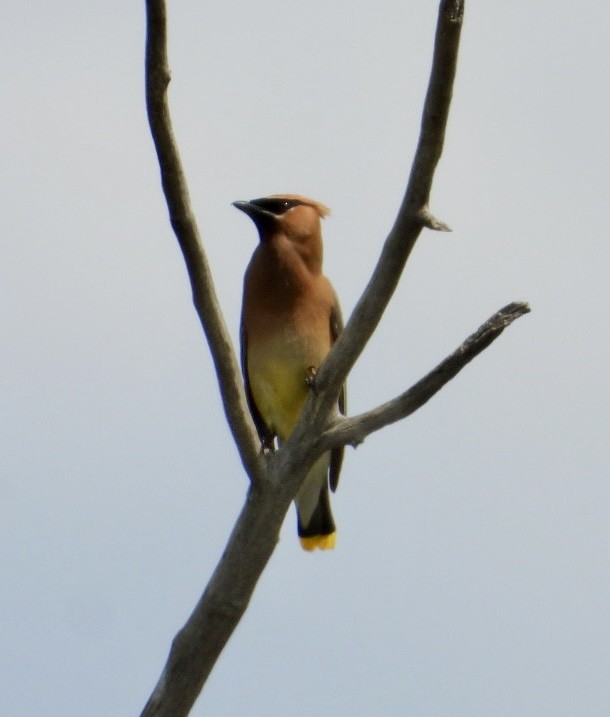 Cedar Waxwing - Erin Jones