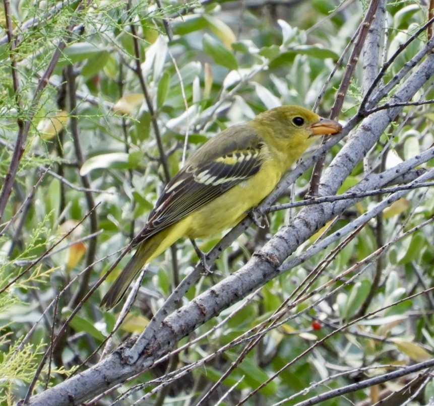 Piranga Carirroja - ML622970060