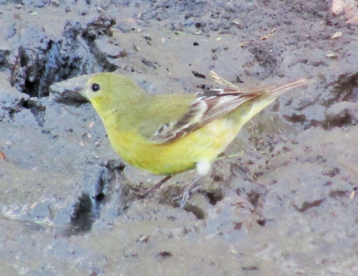 Lesser Goldfinch - ML622970065