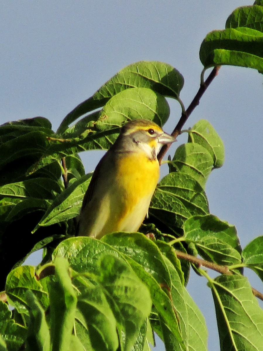 Dickcissel - Melissa Tyler