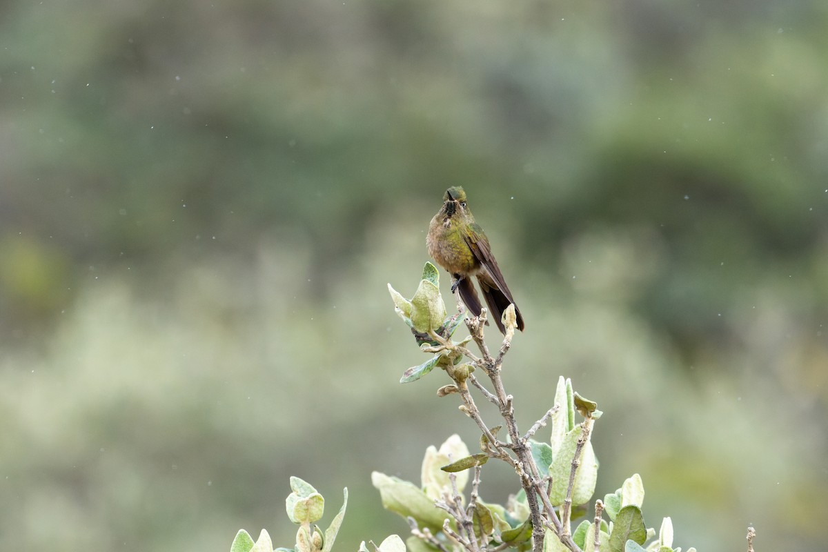 Bronze-tailed Thornbill - ML622970240