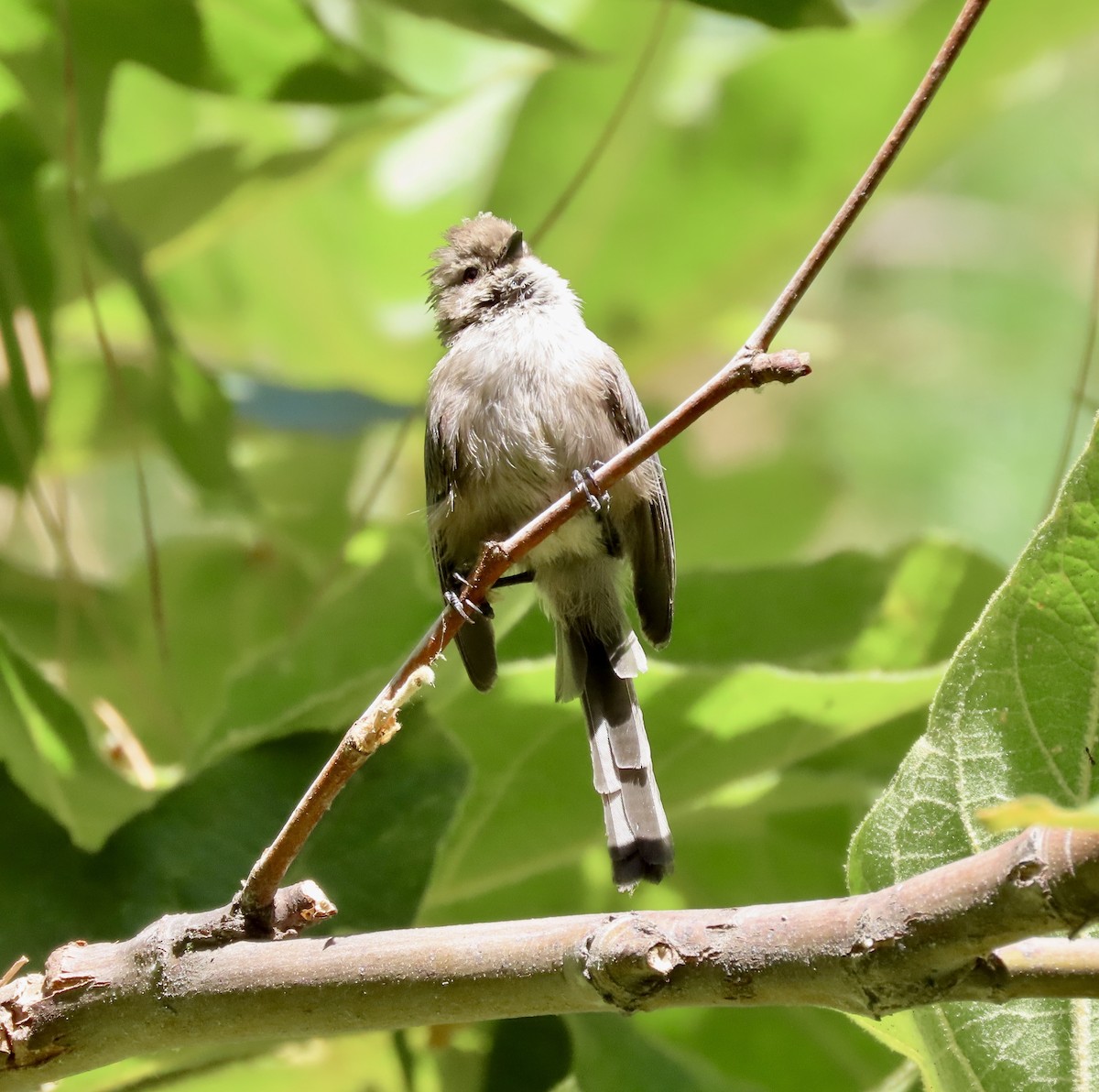 Bushtit - ML622970288