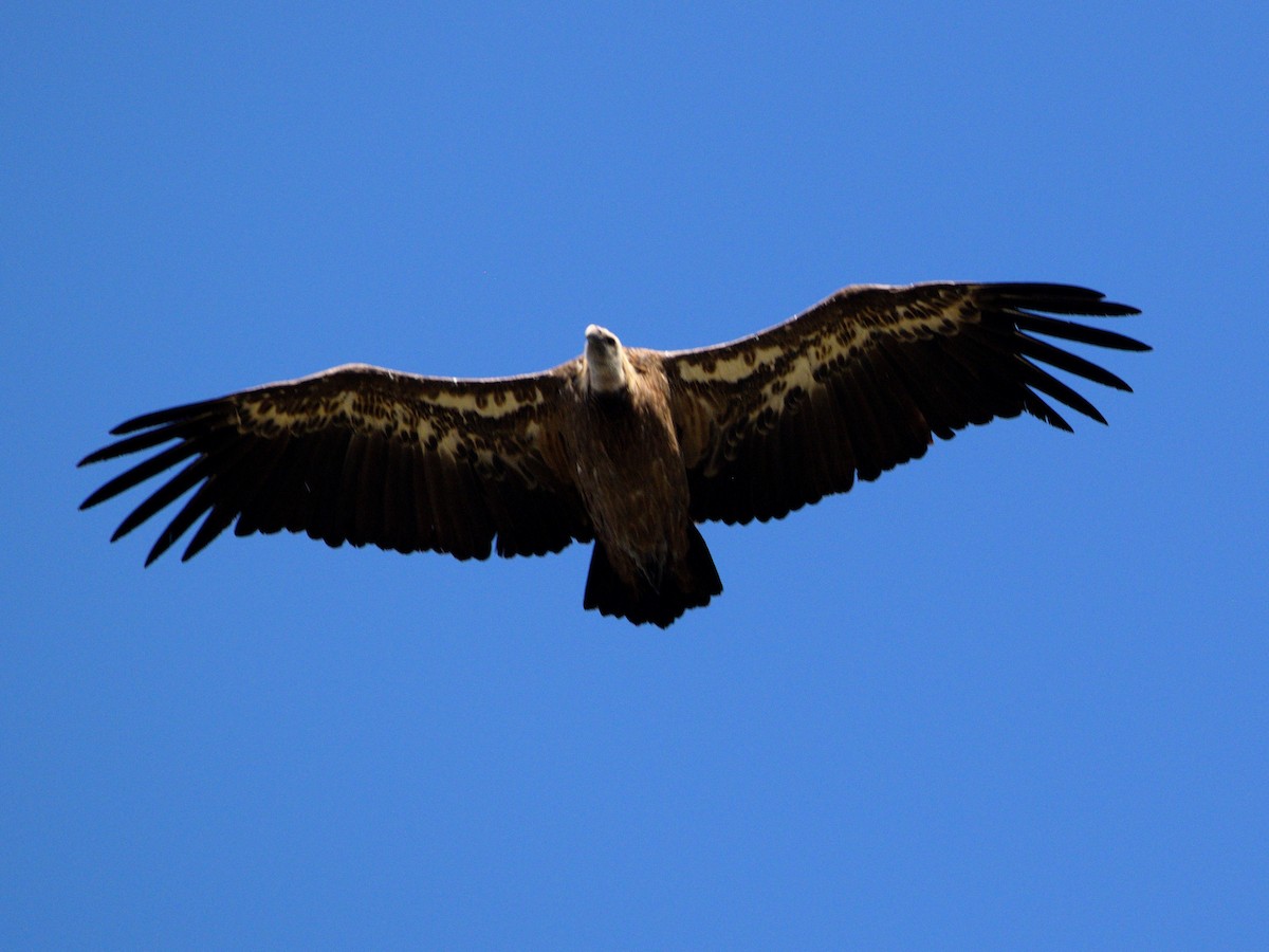 Eurasian Griffon - Andrés Turrado Ubón