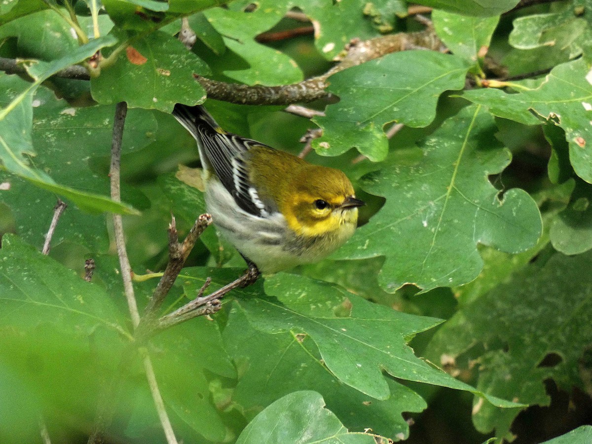 Grünmantel-Waldsänger - ML622970339