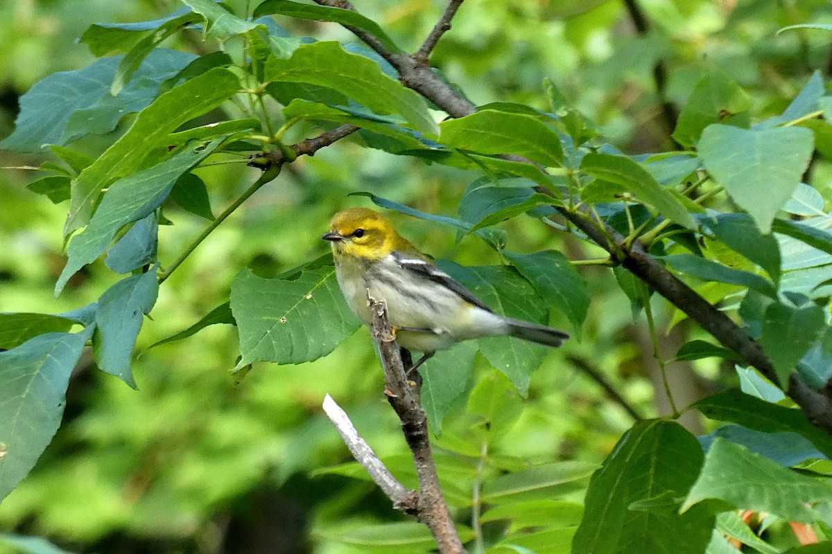 Grünmantel-Waldsänger - ML622970340