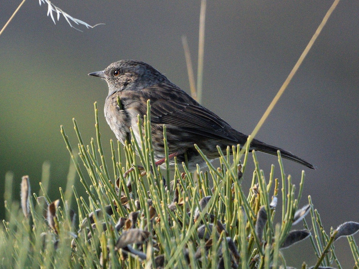 Dunnock - ML622970357