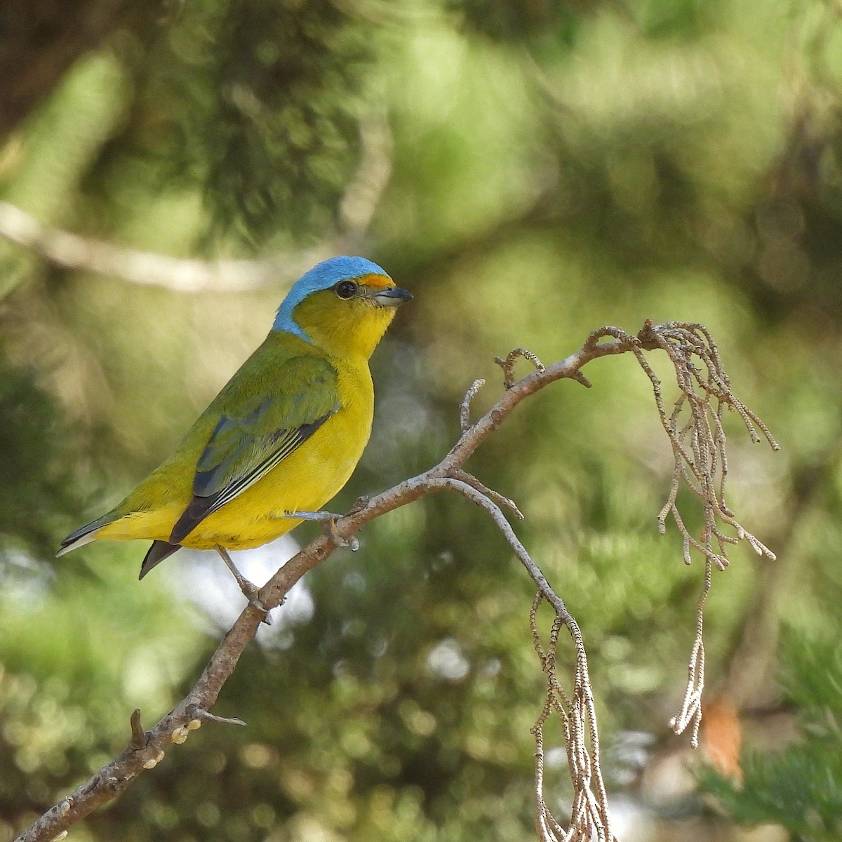 Golden-rumped Euphonia - ML622970361