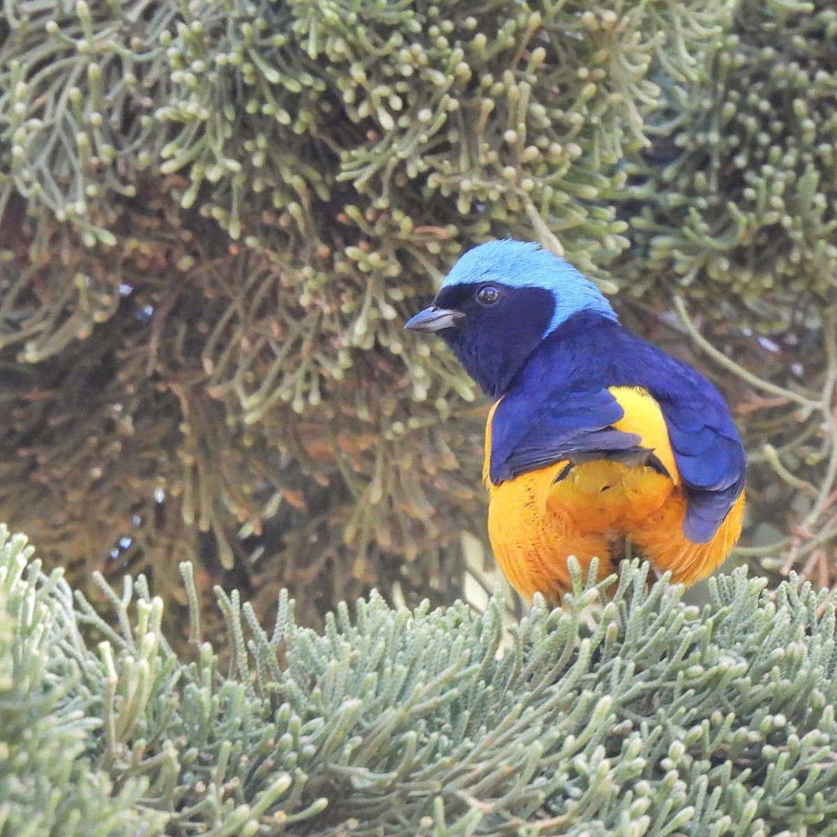 Golden-rumped Euphonia - ML622970362