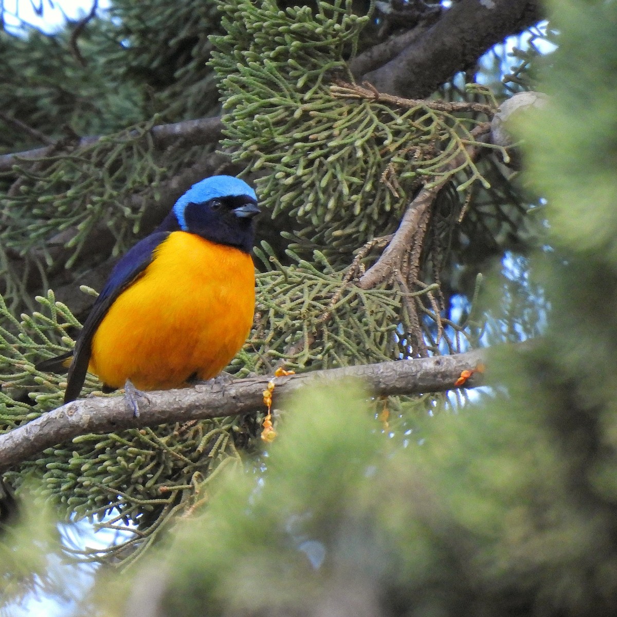 Golden-rumped Euphonia - Pablo Bruni