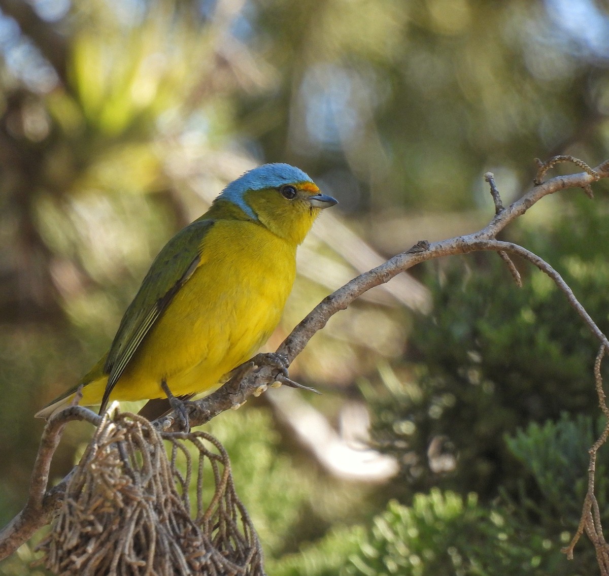 Golden-rumped Euphonia - Pablo Bruni