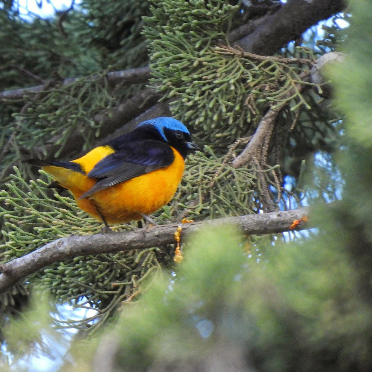 Golden-rumped Euphonia - ML622970365