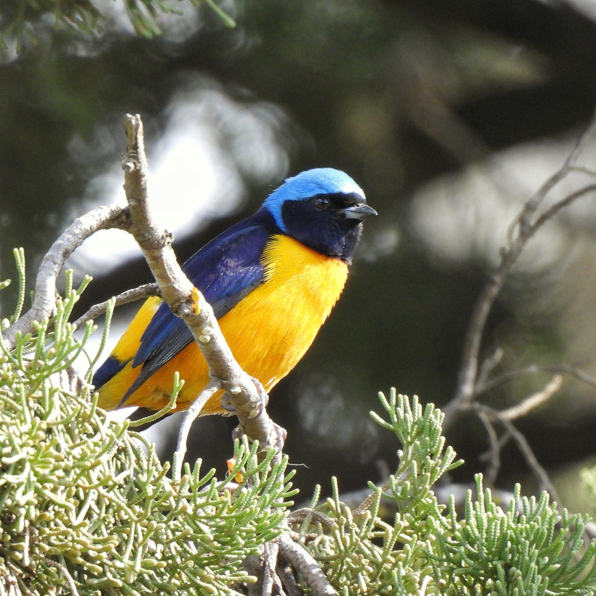 Golden-rumped Euphonia - Pablo Bruni