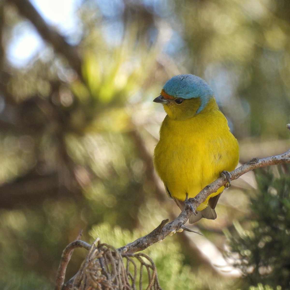 Golden-rumped Euphonia - ML622970367