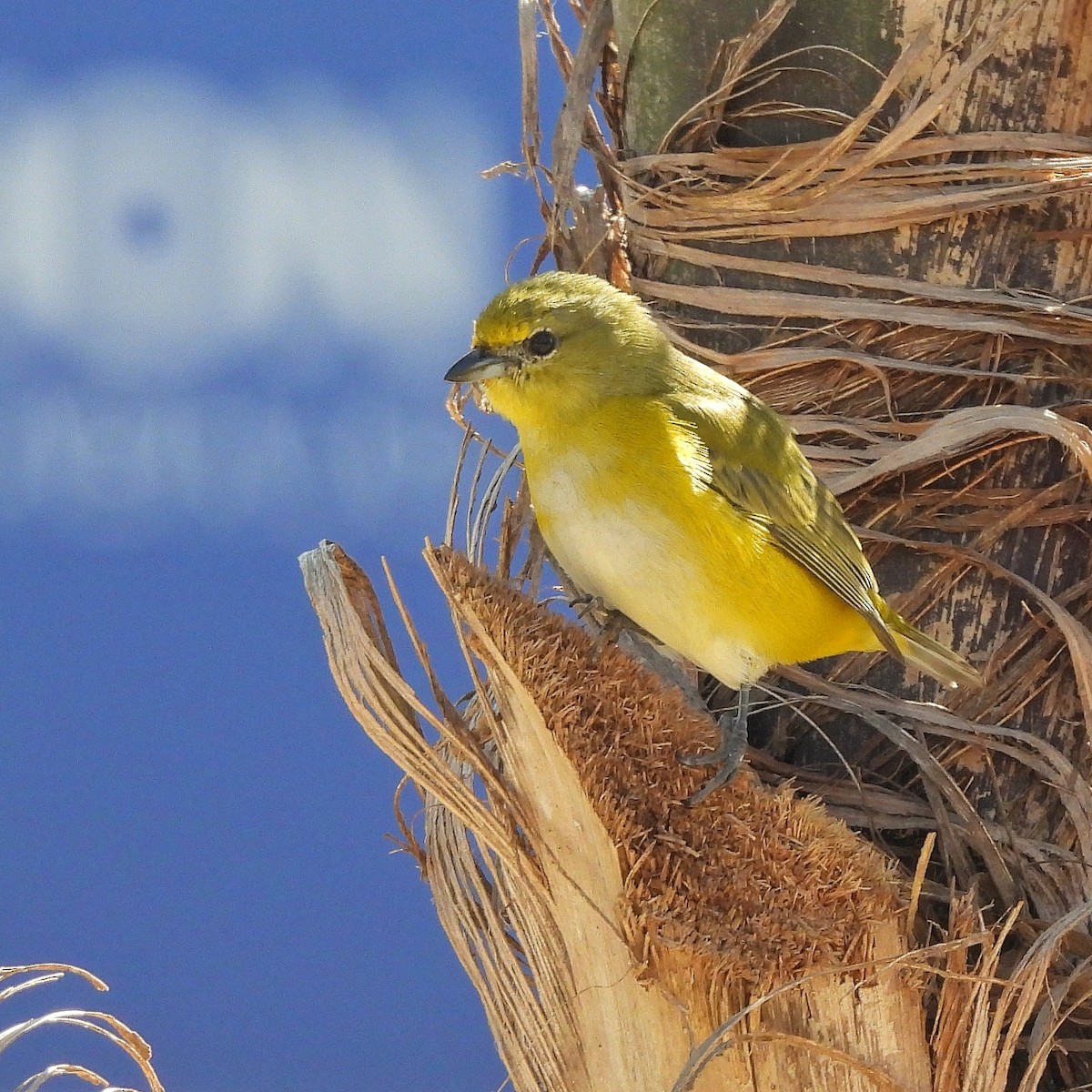 Purple-throated Euphonia - ML622970382