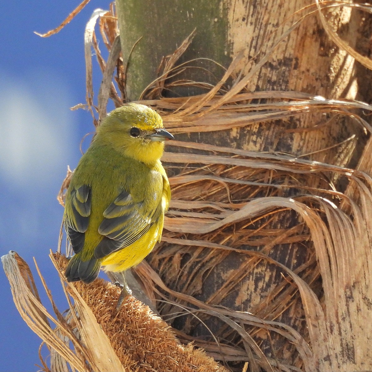 Purple-throated Euphonia - ML622970383