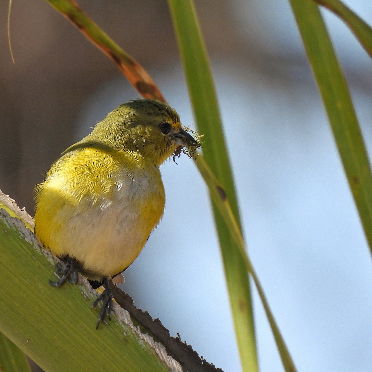 Purple-throated Euphonia - Pablo Bruni