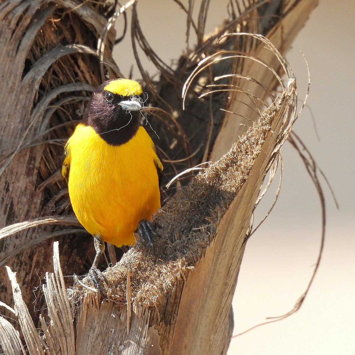 Purple-throated Euphonia - ML622970385