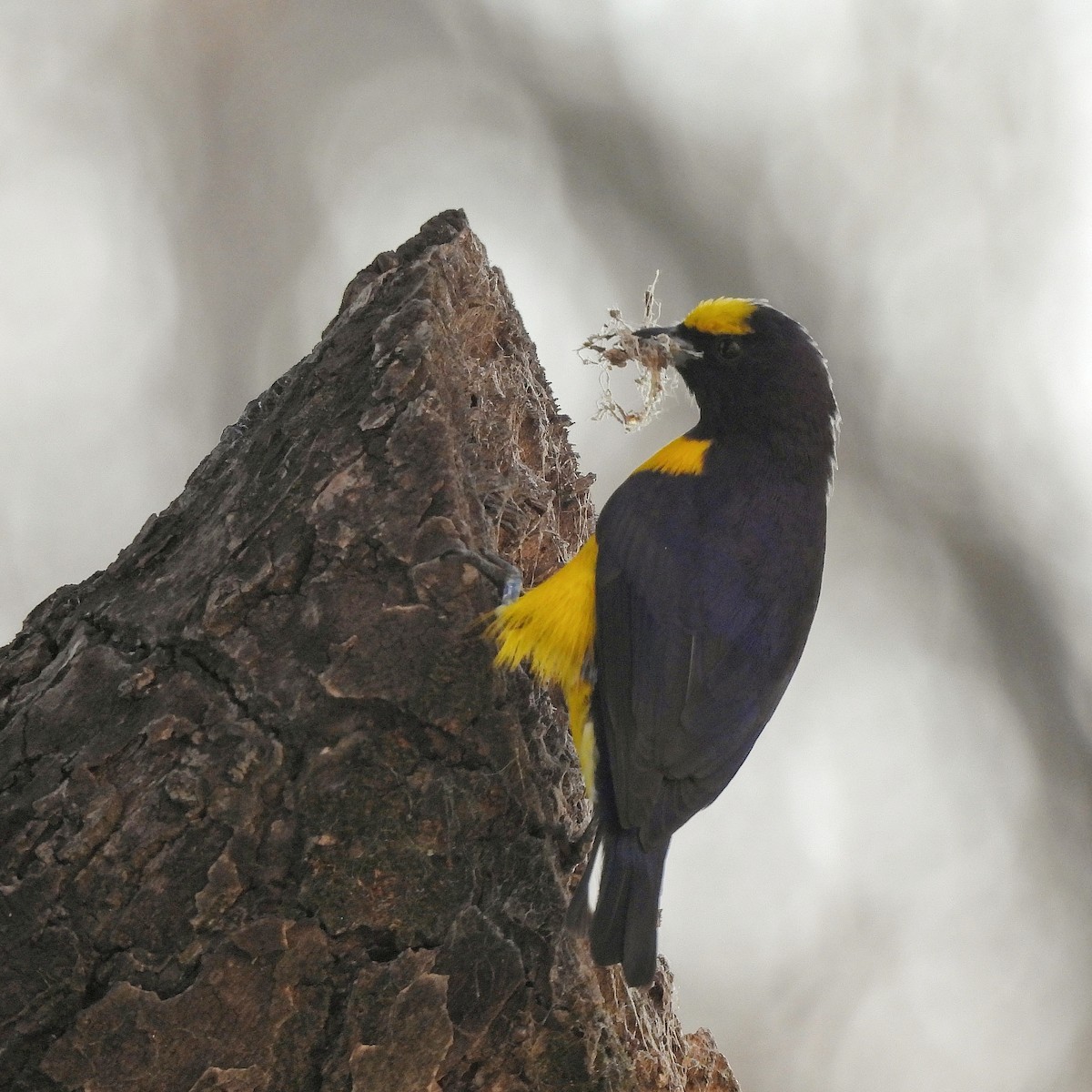 Purple-throated Euphonia - ML622970386