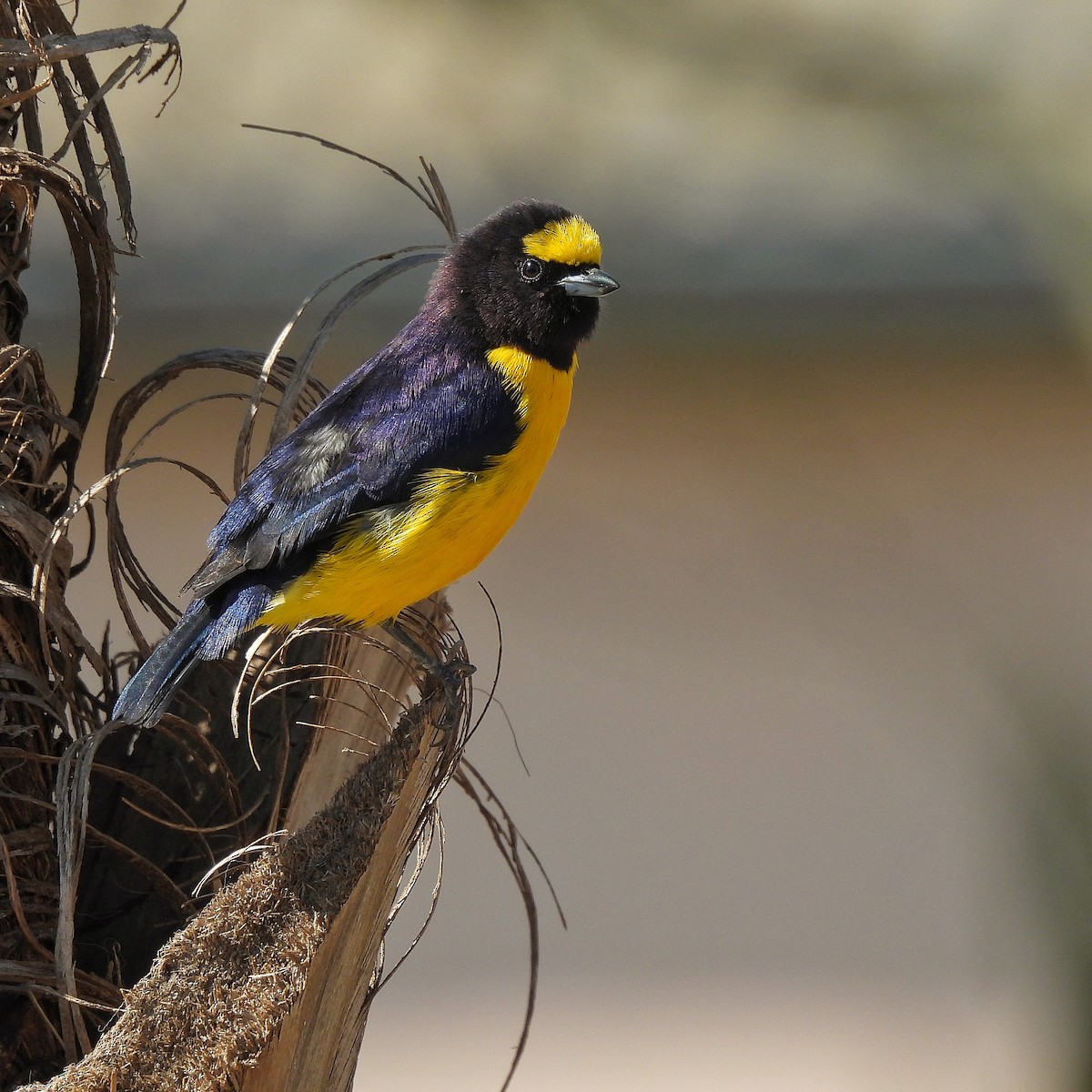 Purple-throated Euphonia - ML622970387