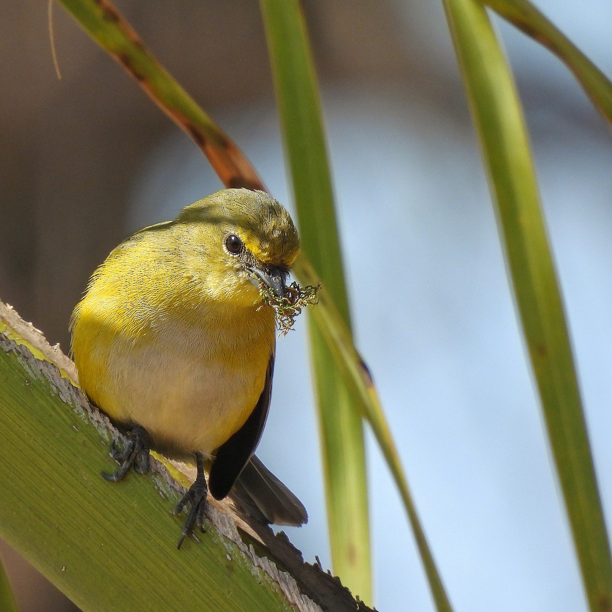 Purple-throated Euphonia - ML622970388