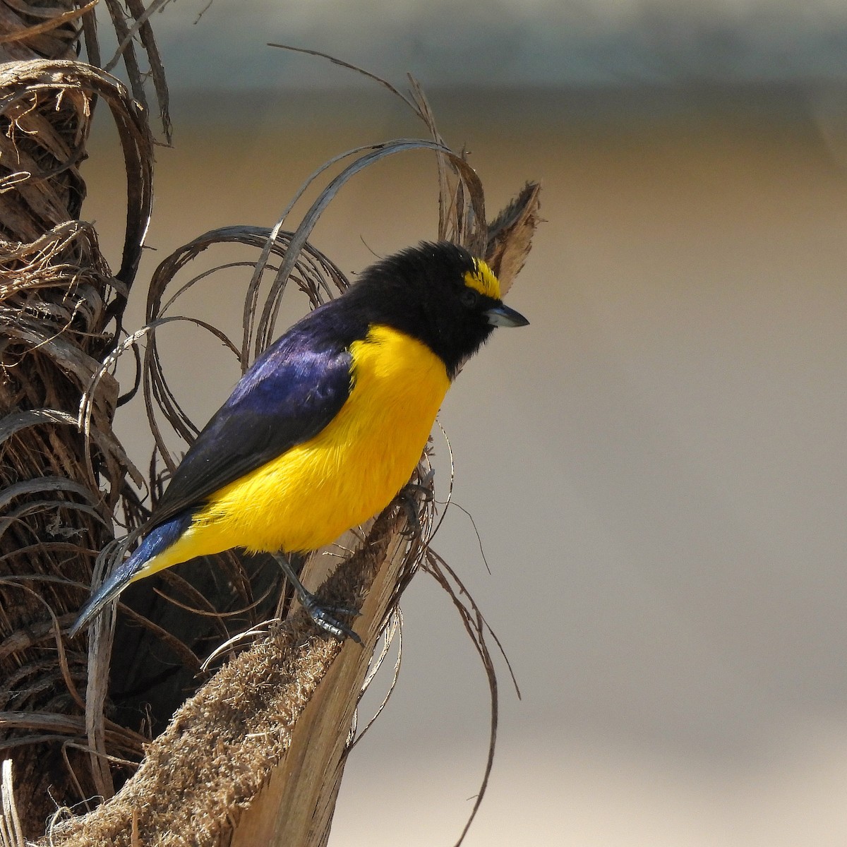 Purple-throated Euphonia - ML622970389