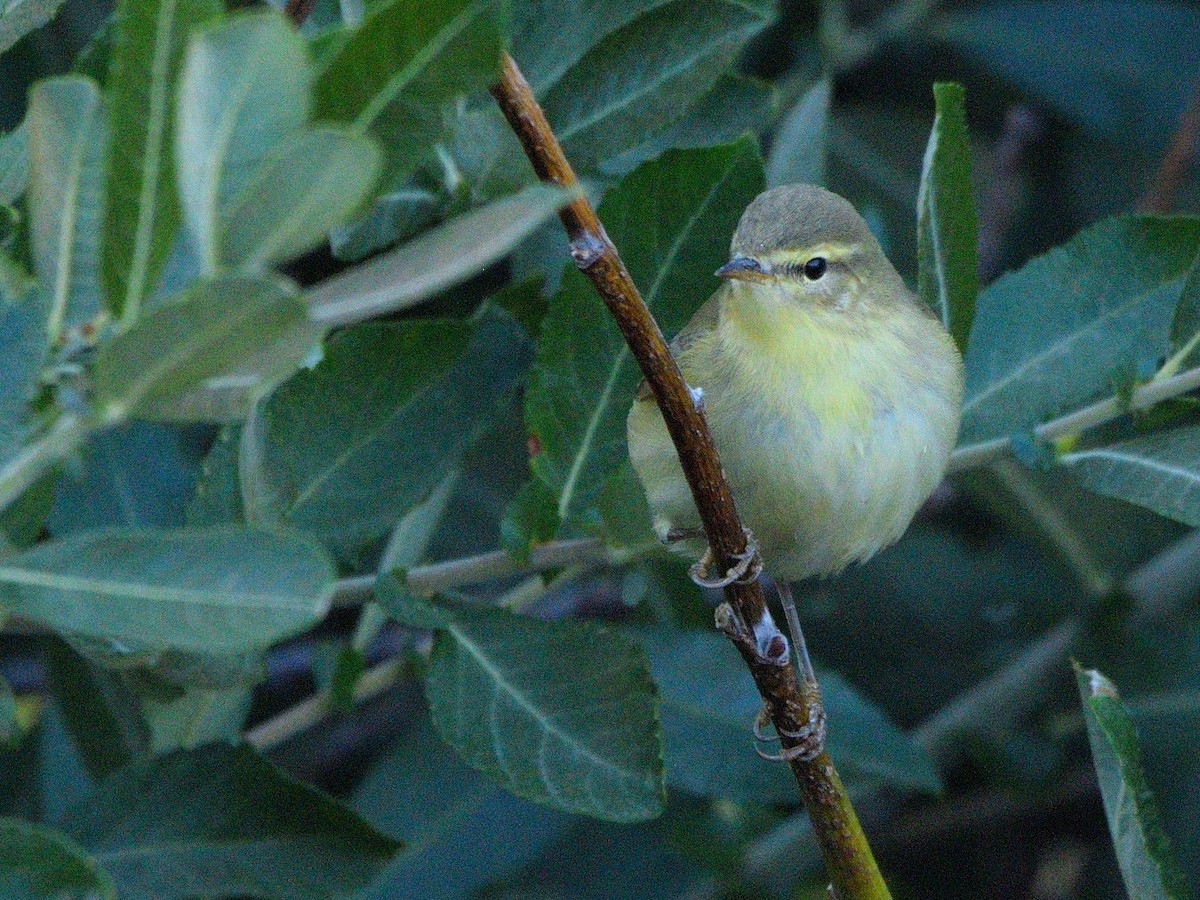 Willow Warbler - ML622970403