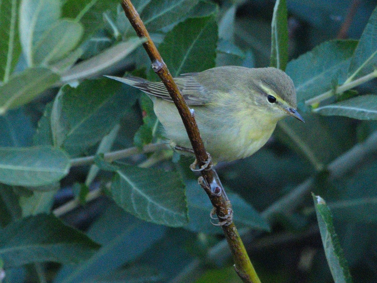 Willow Warbler - ML622970404