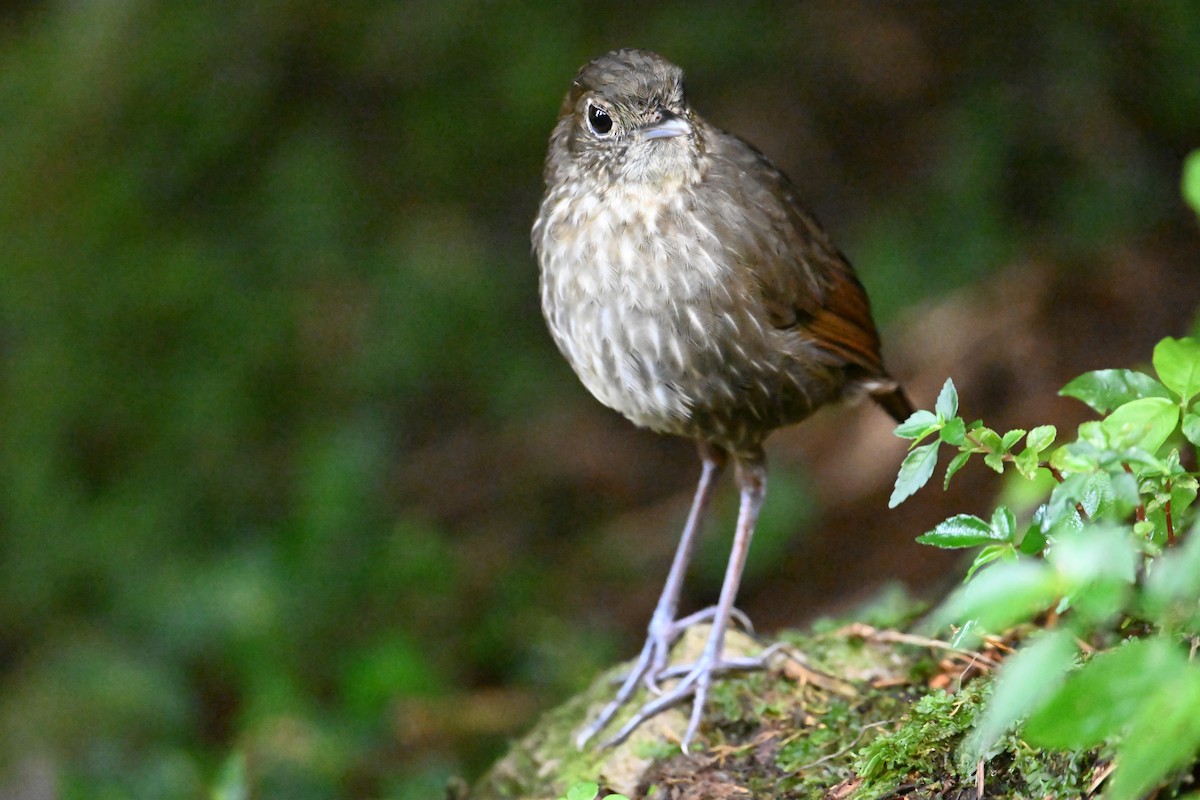 Cundinamarca Antpitta - ML622970427