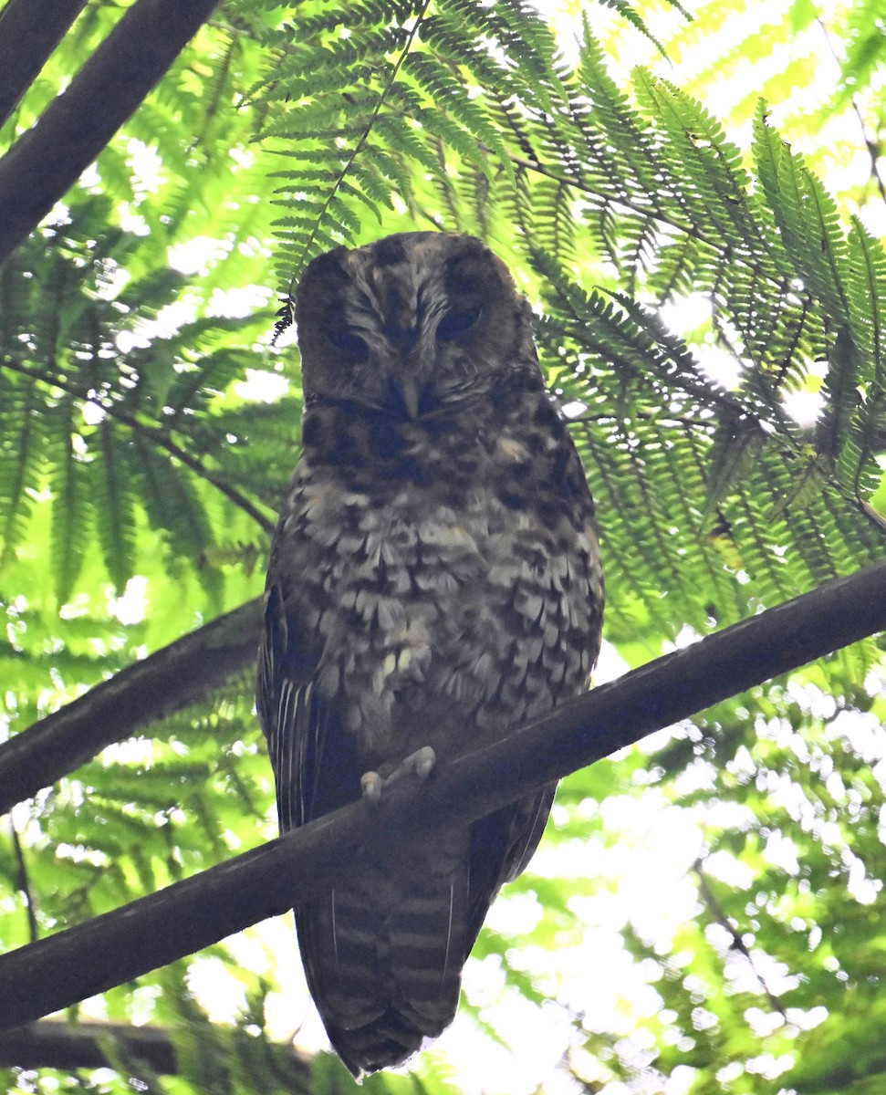 Rufous-banded Owl - ML622970435