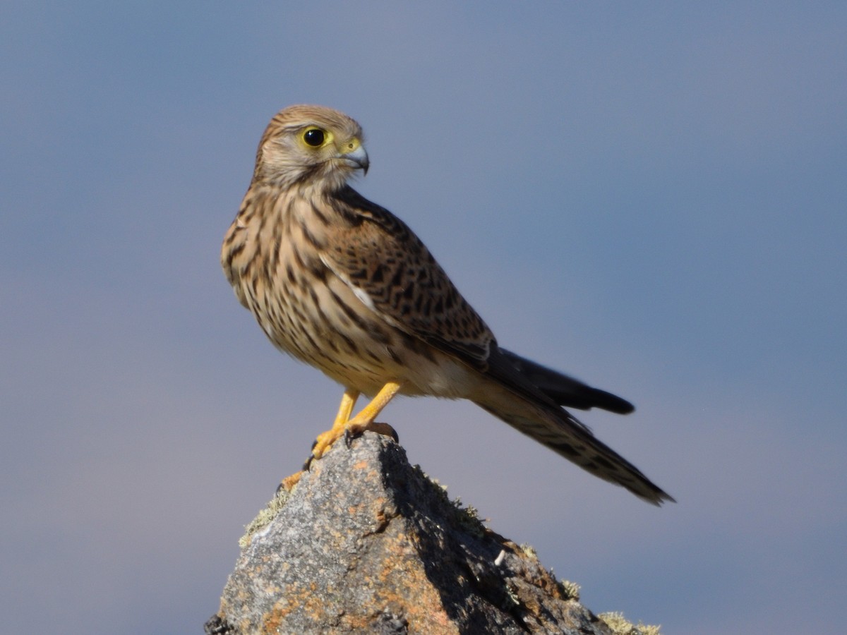 Eurasian Kestrel - ML622970492