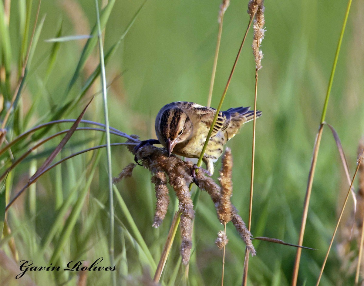 Bobolink - ML622970528