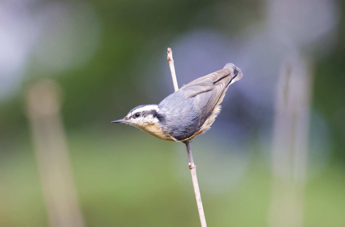 Red-breasted Nuthatch - ML622970535