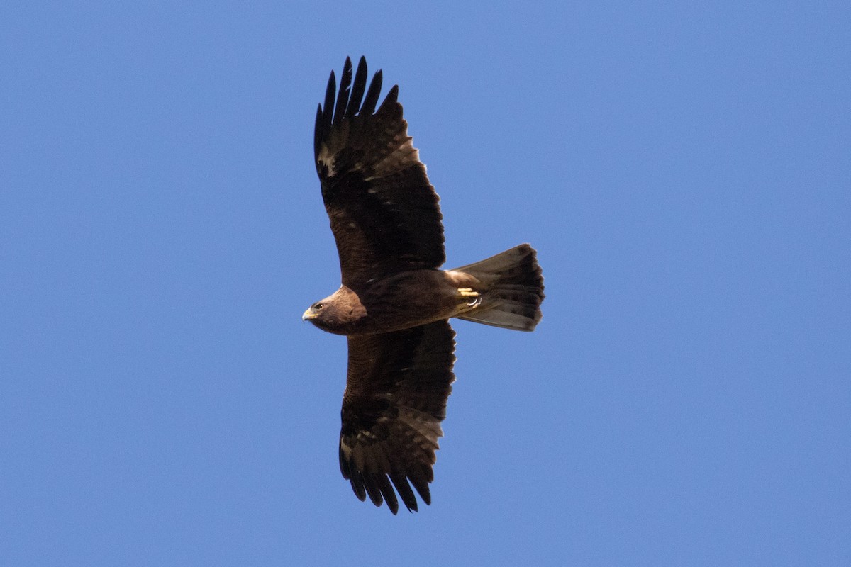 Booted Eagle - Miguel Rodríguez Esteban