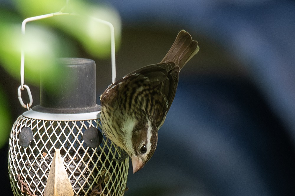 Rose-breasted Grosbeak - ML622970578