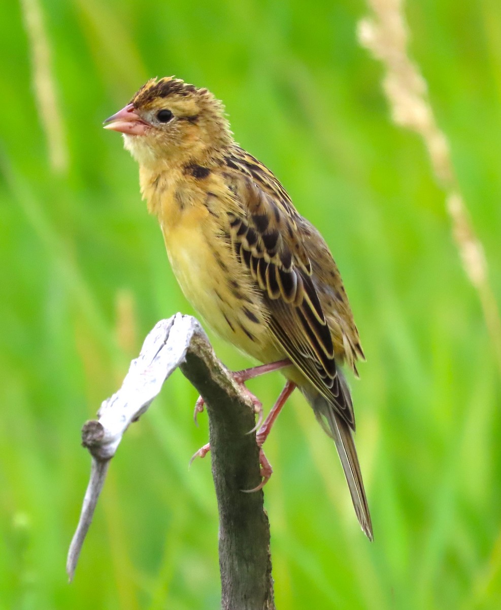 Bobolink - ML622970620