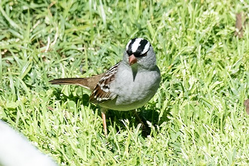 White-crowned Sparrow - ML622970727