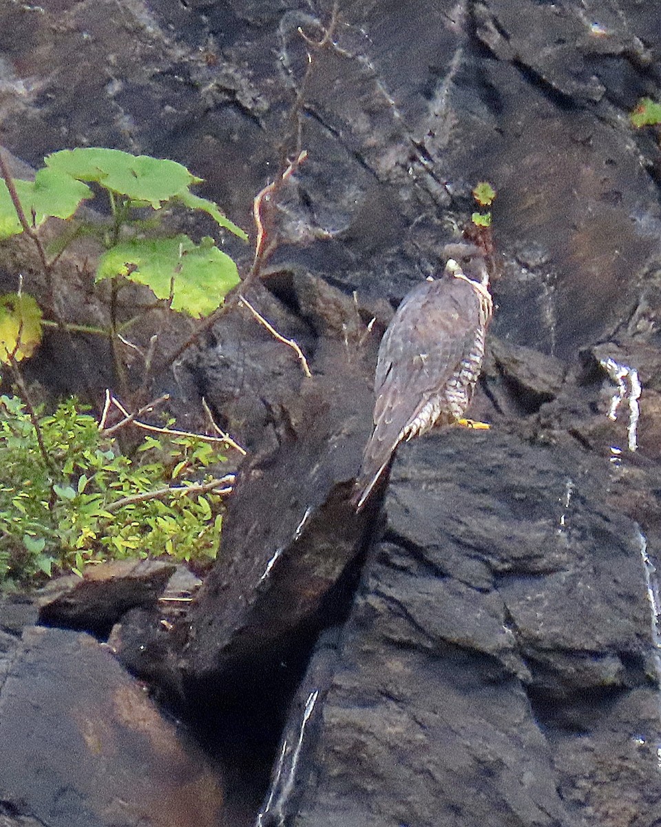 Peregrine Falcon - ML622970734