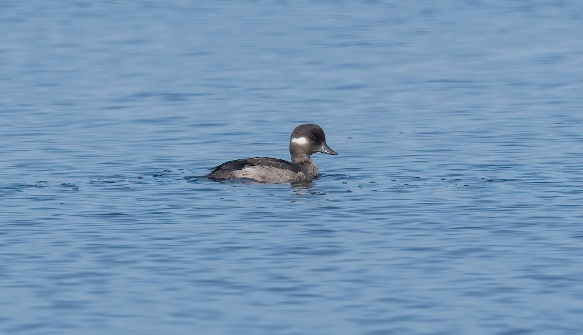 bøffeland - ML622970757