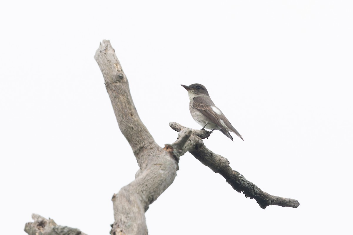 Olive-sided Flycatcher - ML622970760