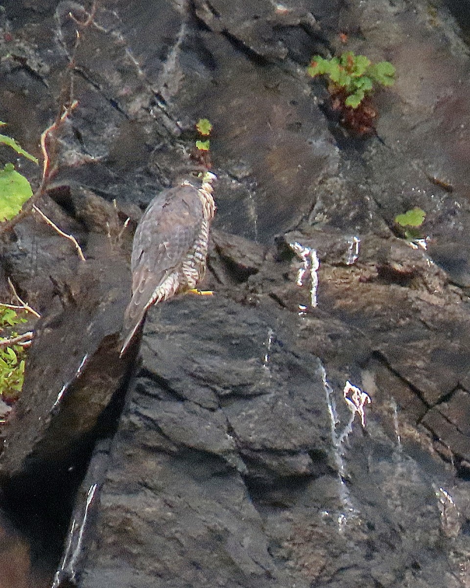 Peregrine Falcon - ML622970766