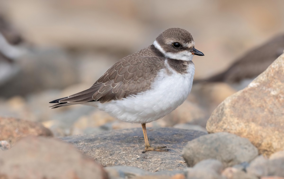 Semipalmated Plover - ML622970770