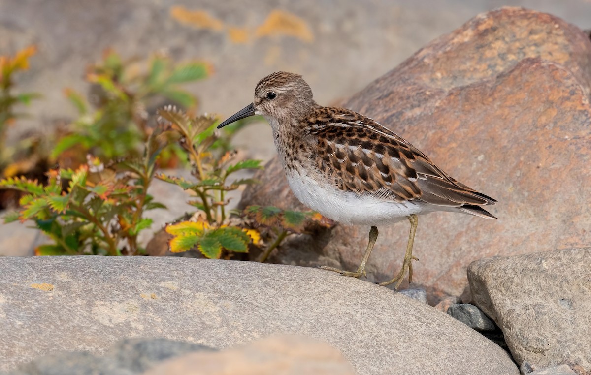 Least Sandpiper - ML622970811