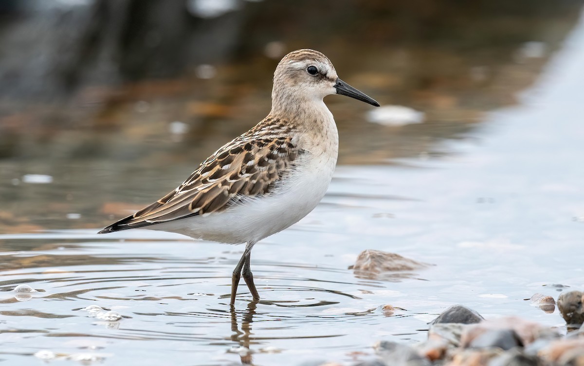 Semipalmated Sandpiper - ML622970814