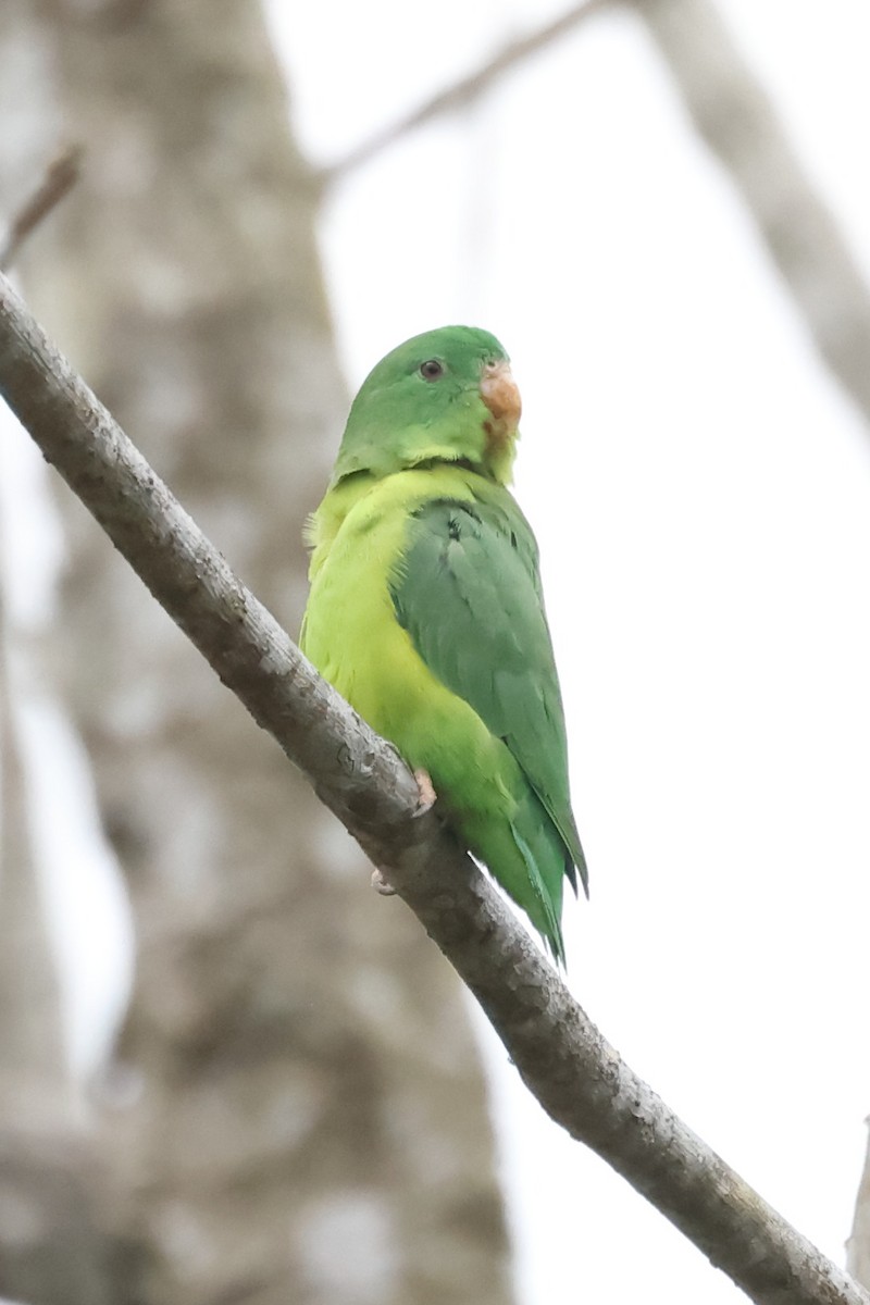 Riparian Parrotlet - ML622970815