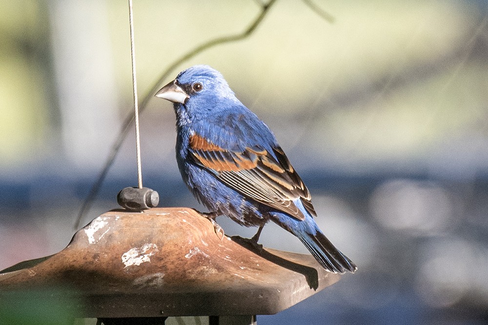 Blue Grosbeak - ML622970835