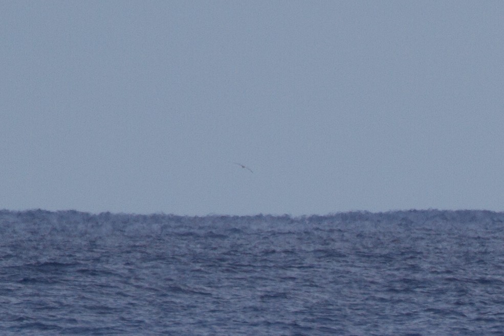 Bermuda Petrel - ML622970882