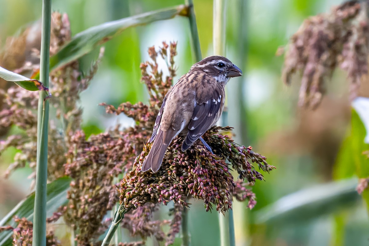 Rose-breasted Grosbeak - ML622970925