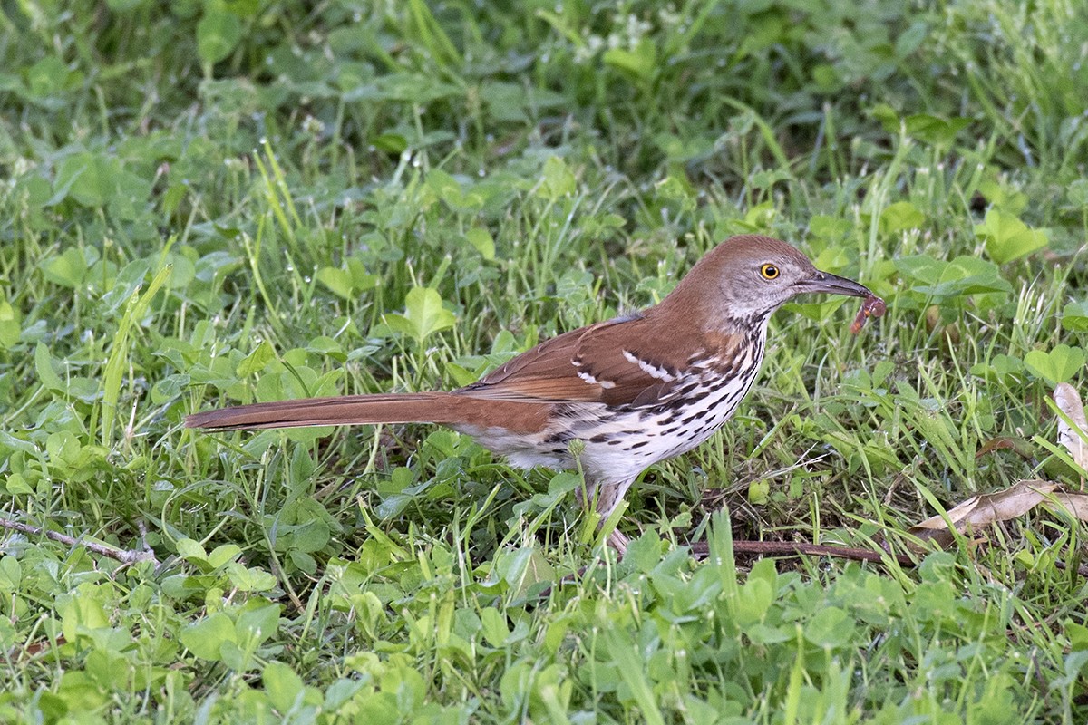 Brown Thrasher - ML622970950