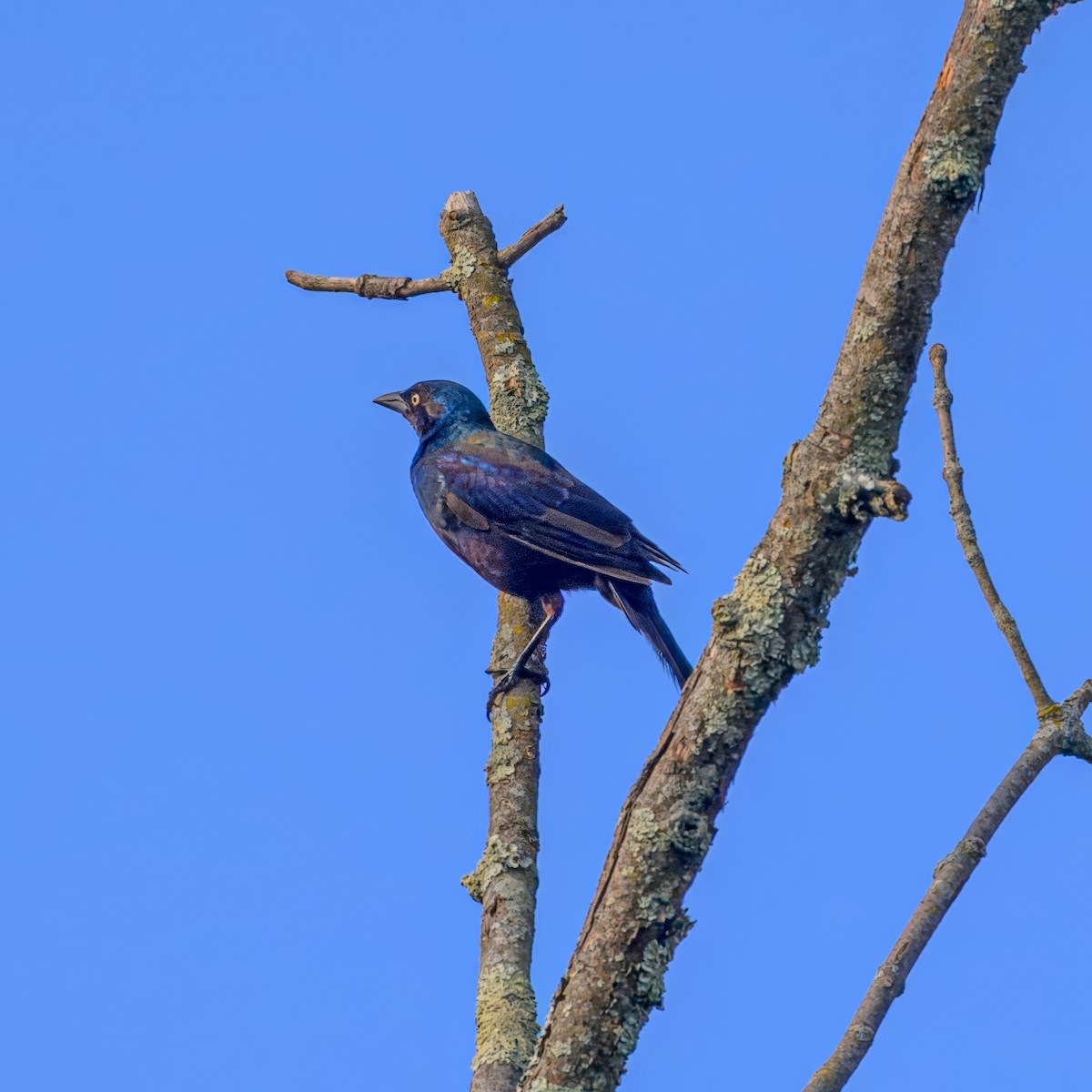 Common Grackle - ML622970952