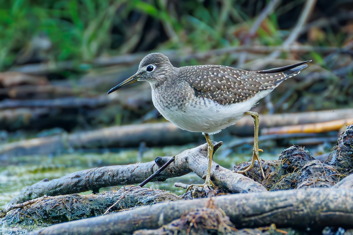 Solitary Sandpiper - ML622971021